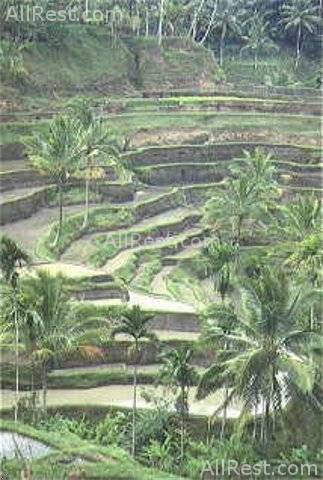 Melia Bali - The Garden Villas 8